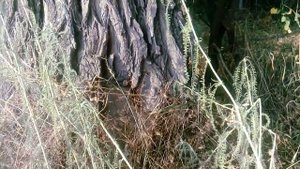 Ищем рои Дикие пчёлы