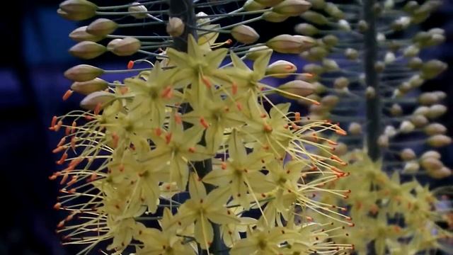 Экзотическое растение. Эремурус. Ширяш. / Exotic plant. Eremurus. Shiryash смотреть онлайн