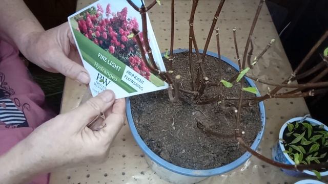 ОБЗОР СУПЕРНОВИНКИ ГОРТЕНЗИИ ФАЙЕР ЛАЙТ. смотреть онлайн