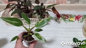 Комнатные цветы. Филодендроны Розовая Принцесса, Белая Принцесса, Биркин.