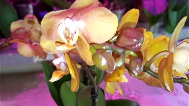 247❤️🌹 ШИКАРНАЯ НОВИНКА🌹❤️ЛАС ВЕГАС БАБУЛЕТКА 🤗🥰 смотреть онлайн