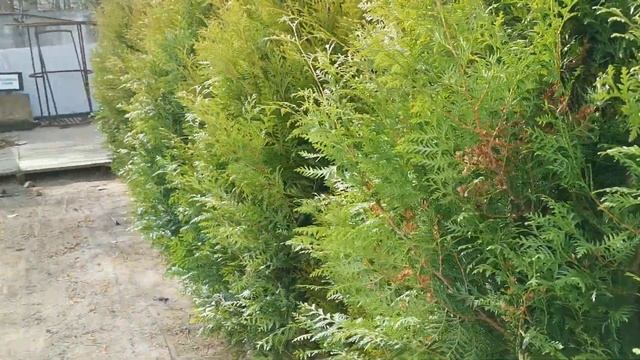 Туя западная Брабант (Brabant) смотреть онлайн