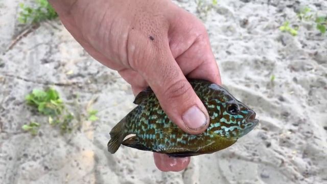 VLOG  Будет французский суп ?