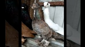 Голуби Челкари 3