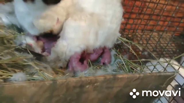 КРОЛЬЧИХА РОЖАЕТ смотреть онлайн