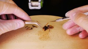 ЧТО ВНУТРИ ШЕРШНЯ? РЕАКЦИЯ РОБОТА ANKI COZMO С ИСКУССТВЕННЫМ ИНТЕЛЛЕКТОМ