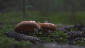 РЫЖИКИ в хвойном лесу Омской области.