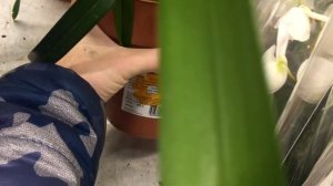 17 ОРХИДЕЙ с названиями, ОБИ обзор для ОРХОМАНОВ