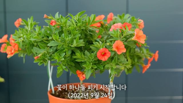 [4K] 꽃을 많이 피우려면 이렇게 해보세요 / 꽃이 미친듯이 펴요 /가지치기와 순집기의 중요성/ 날짜별 성장 과정 공개 смотреть онлайн