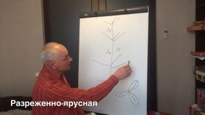 3 основные формировки плодового дерева