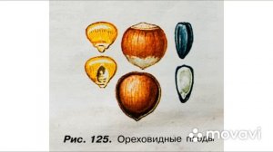 Биология 6 класс (Пасечник)  аудио Параграф 48 «Плоды»