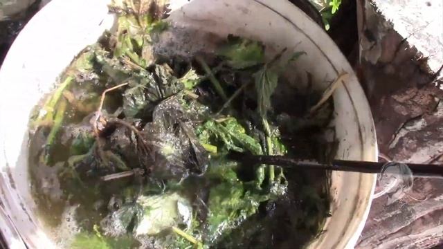 КРАПИВА ЗАЦВЕЛА.  ГОТОВЛЮ ЗЕЛЁНОЕ УДОБРЕНИЕ!