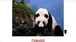КАРТОЧКИ ДОМАНА  Дикие животные с голосами