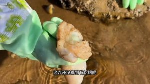 沙灘上毛蛤蜊真的爆發了，牛牛怎麼也撿不完，太過癮【牛牛趕海海鮮】