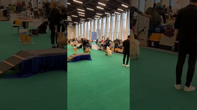 Нижний Новгород 15.10.2021 Моно чау-чау сравнение на ЛБ смотреть онлайн