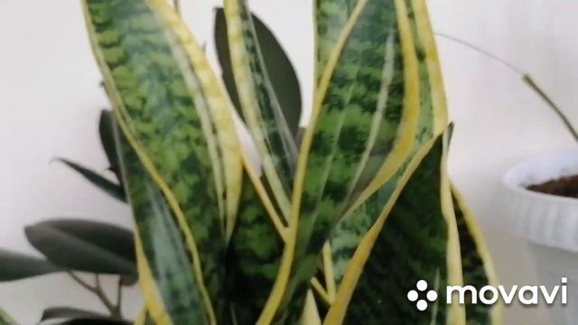 Омоложение фикуса. смотреть онлайн