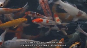 Уход за красноухой черепахой
