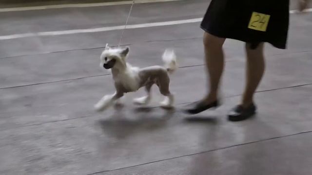 Моно КХС Челябинск Суки Все смотреть онлайн