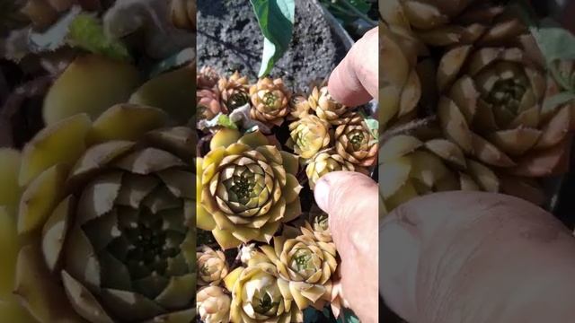 Каменная роза.молодило.живучка. из семейства Толстянковые. смотреть онлайн