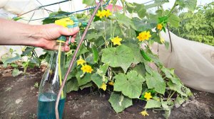 Опрыскиваю этим все огурчики томаты и кабачки когда цветут! БЛАГОУХАНИЕ КАК В РАЙСКОМ САДУ!