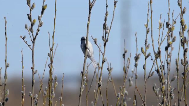 Белая лазоревка (Cyanistes cyanus, Azure Tit) смотреть онлайн