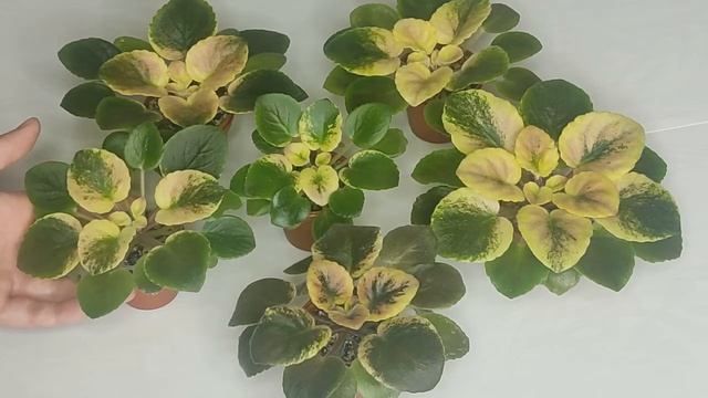 Фиалка ЯН-катюша смотреть онлайн