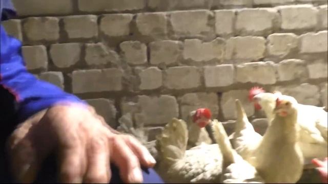 Курочки остались без петуха смотреть онлайн