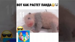 Как растет панда ?