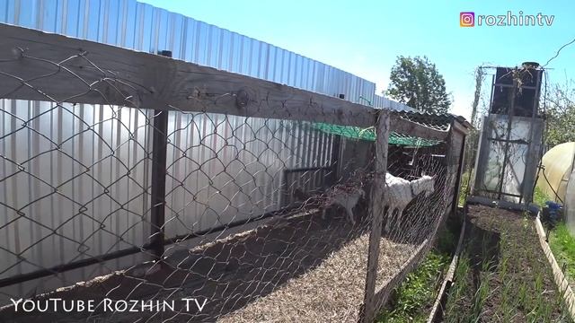 90 ДНЕЙ БЕЗ МОЛОКА⚠️ КОЗЬЕ МОЛОКО ?? ДЛЯ ДЕТЕЙ? смотреть онлайн