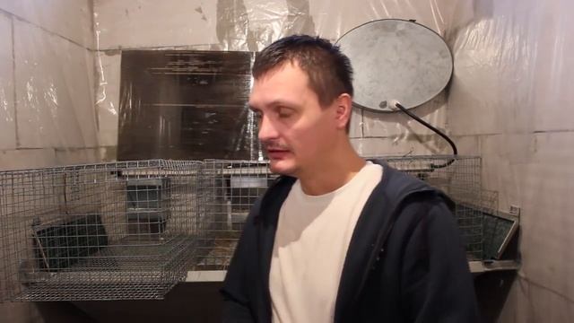 Как определить беременность крольчихи, смотреть онлайн