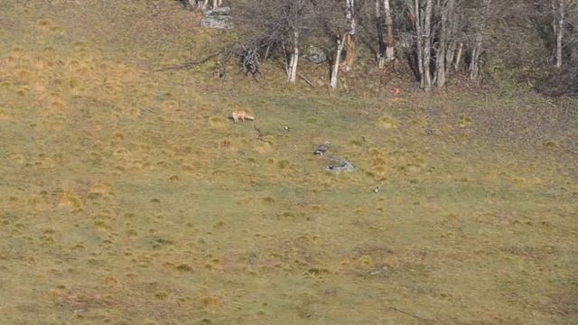 Red fox meeting Golden eagle смотреть онлайн