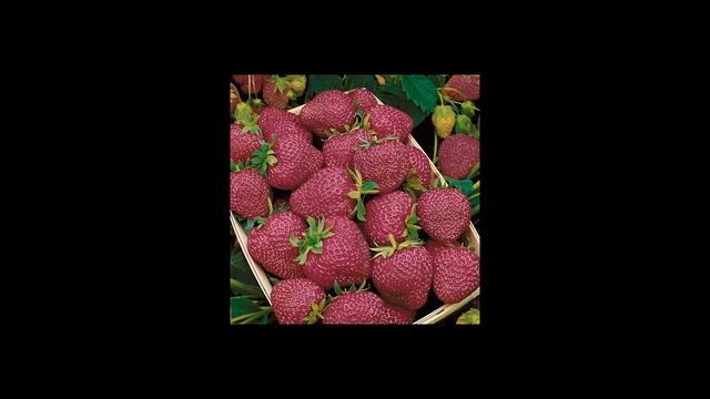 Земляника садовая черри берри. Рассада земляника Черри Берри. Купить саженцы земляники Черри Берри смотреть онлайн