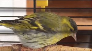 Певчие птицы /чижик