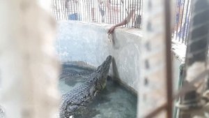 Египет. Прекрасный Нил. Крокодилы не покусали. Банановый остров и небольшой зоопарк.