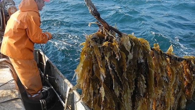 МОРСКАЯ КАПУСТА ИЛИ ЛАМИНАРИЯ: ПОЛЕЗНЫЕ СВОЙСТВА О КОТОРЫХ ВЫ МОГЛИ НЕ ЗНАТЬ