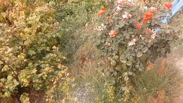 Залил сливу с утра смотреть онлайн