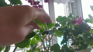 Пеларгония! ЗОНАРТИКИ  *Леона Галактика *Ирида За Роскошь *Unicorn Rose *Сиреневый Туман*