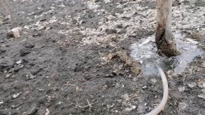 Каждый год в погребе поднимается вода после Благовещения. Буду выкачивать воду с пользой.