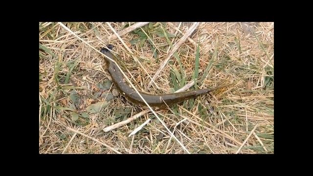 Речка Деркул