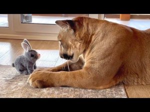 Пума Месси и милый маленький кролик
