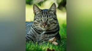 История про кошку, которая спасла семью от пожара!