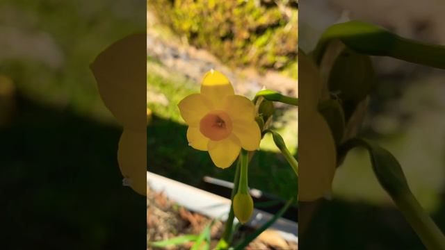 Daffodil are great for adding Colors to your garden. #nature #flower #beepollination #beefriendly