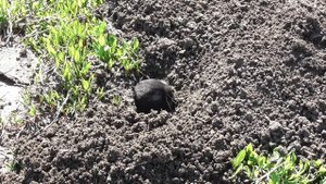 Слепушонка обыкновенная. ( Ellobius talpinus )