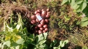 Выращивание картофеля. От всходов до сбора урожая