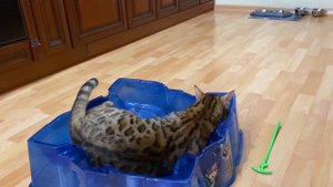 Смешной котик играет с инфинити надо! Бенгальский кот против инфинити надо!
