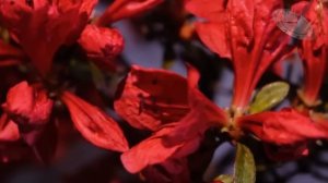 Выслав отцу калым за невесту парень сделал ей предложение. Но родители жениха обманом сделали так..