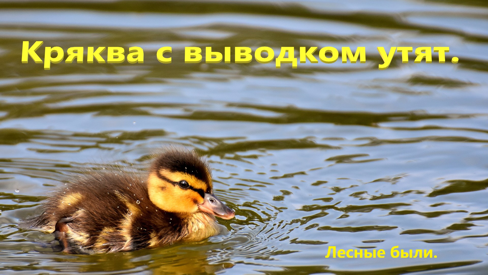 Кряква. Самая распространённая утка.
