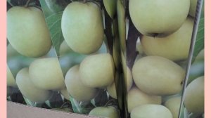 БЕГОМ В ОБИ ЗА САЖЕНЦАМИ ПЛОДОВЫХ ДЕРЕВЬЕВ и КУСТАРНИКОВ!