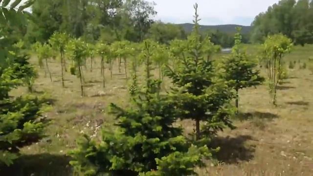 Саженцы кедра пихты ели. Озеленение. смотреть онлайн