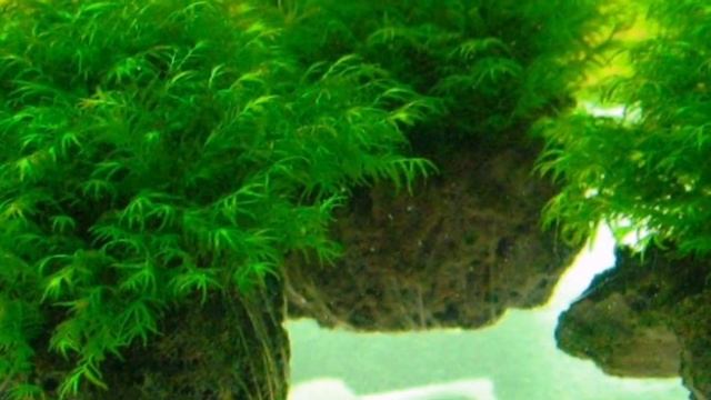 МОХ ФЕНИКС . СОДЕРЖАНИЕ В АКВАРИУМЕ смотреть онлайн